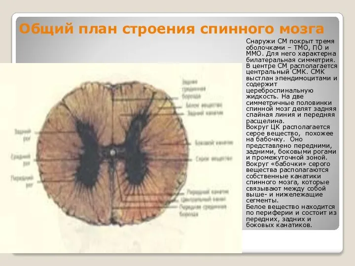 Общий план строения спинного мозга Снаружи СМ покрыт тремя оболочками –