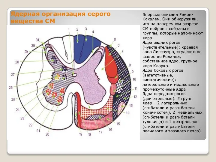 Ядерная организация серого вещества СМ Впервые описана Рамон-Кахалем. Они обнаружили, что