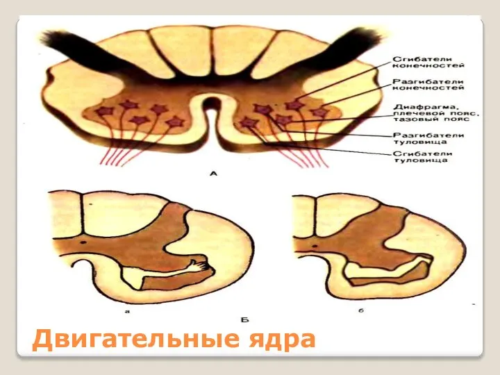 Двигательные ядра