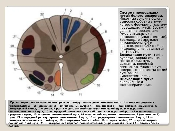 Проводящие пути на поперечном срезе верхнегрудного отдела спинного мозга. 1 —