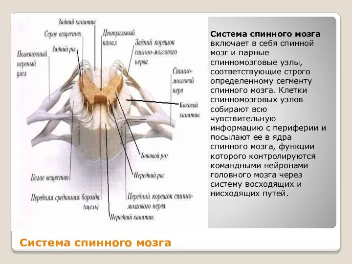 Система спинного мозга Система спинного мозга включает в себя спинной мозг