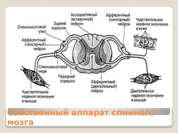 Собственный аппарат спинного мозга