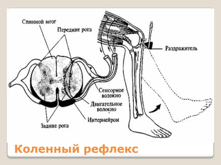 Коленный рефлекс