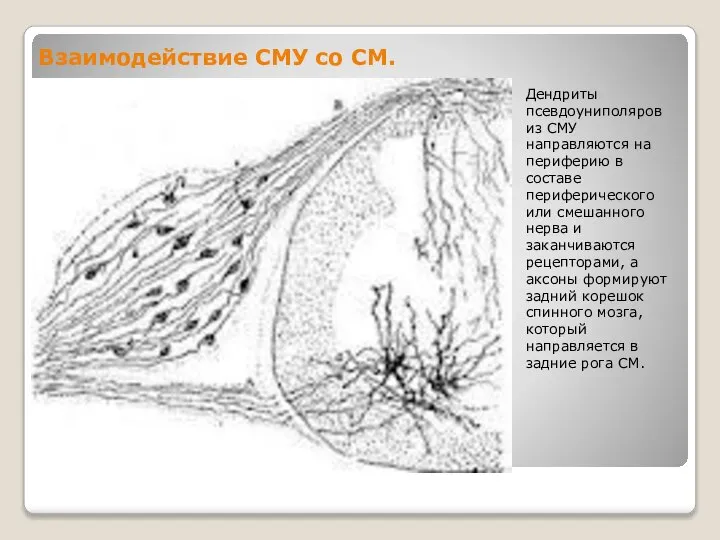 Взаимодействие СМУ со СМ. Дендриты псевдоуниполяров из СМУ направляются на периферию