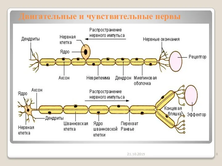 Двигательные и чувствительные нервы 21.10.2015