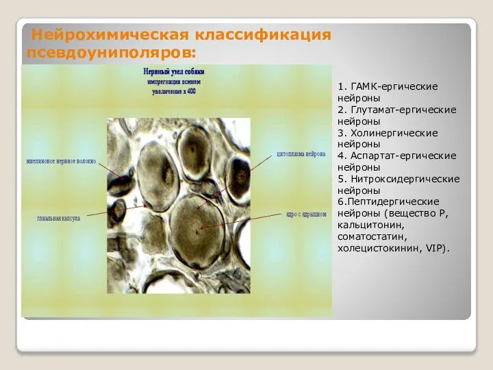 Нейрохимическая классификация псевдоуниполяров: 1. ГАМК-ергические нейроны 2. Глутамат-ергические нейроны 3. Холинергические