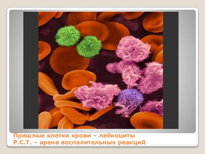 Пришлые клетки крови – лейкоциты Р.С.Т. – арена воспалительных реакций