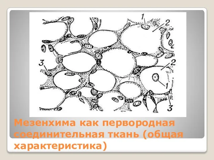 Мезенхима как первородная соединительная ткань (общая характеристика)