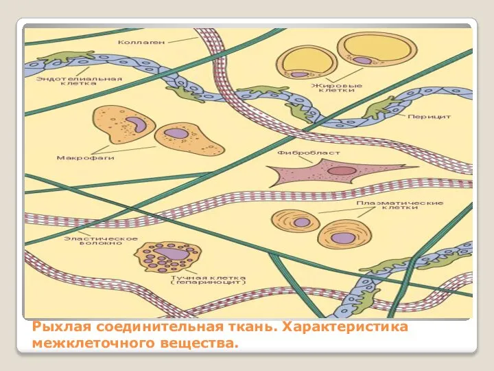 Рыхлая соединительная ткань. Характеристика межклеточного вещества.