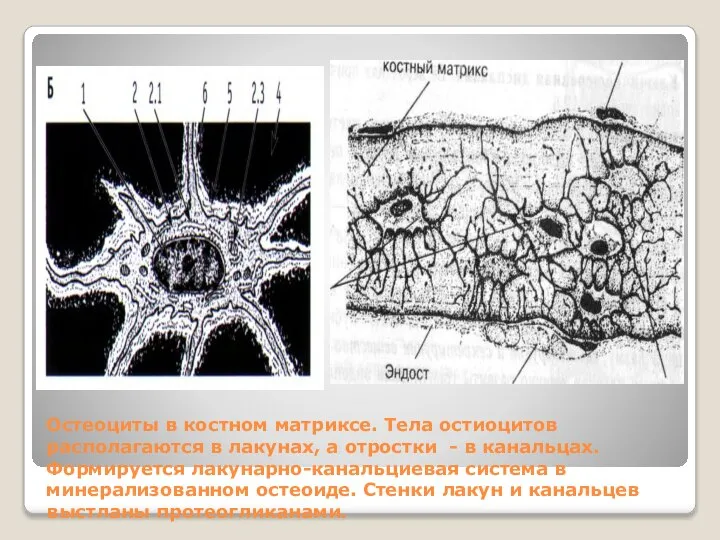 Остеоциты в костном матриксе. Тела остиоцитов располагаются в лакунах, а отростки