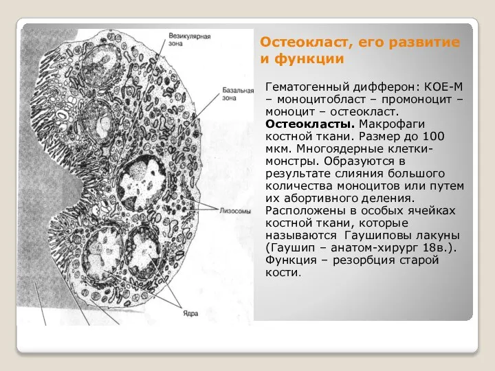 Остеокласт, его развитие и функции Гематогенный дифферон: КОЕ-М – моноцитобласт –