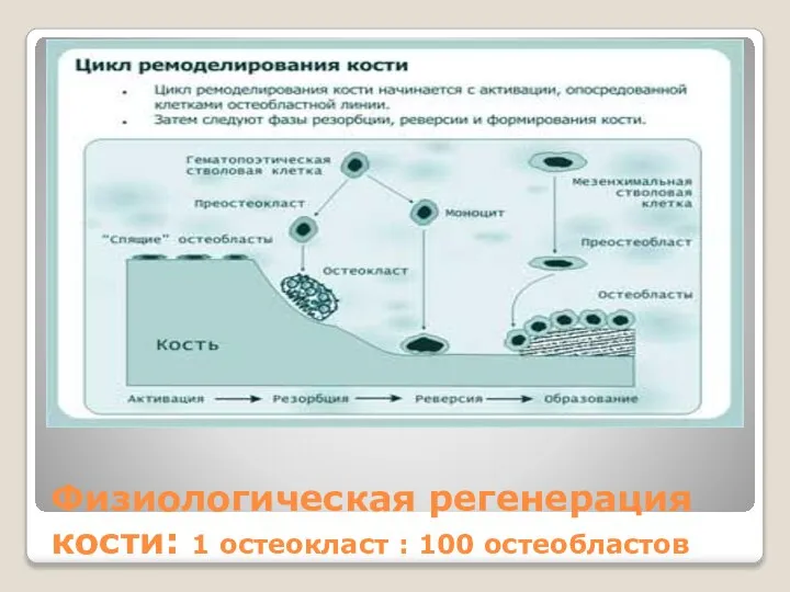 Физиологическая регенерация кости: 1 остеокласт : 100 остеобластов