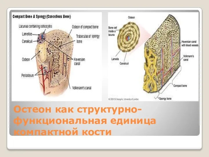 Остеон как структурно-функциональная единица компактной кости