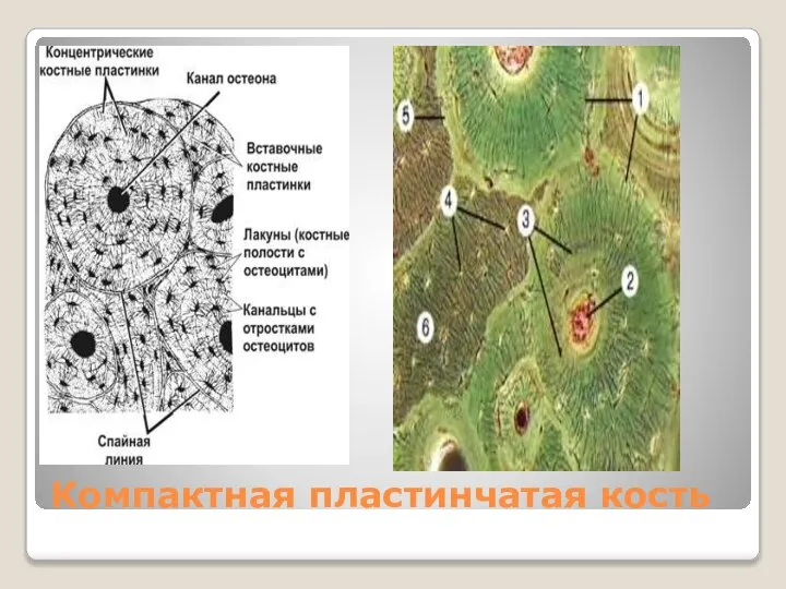 Компактная пластинчатая кость