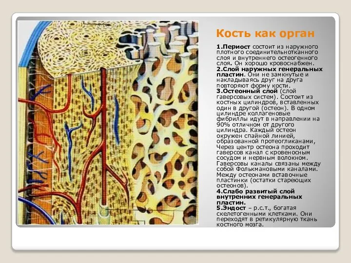 Кость как орган 1.Периост состоит из наружного плотного соединительнотканного слоя и