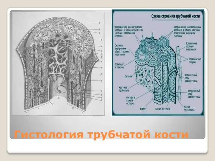 Гистология трубчатой кости