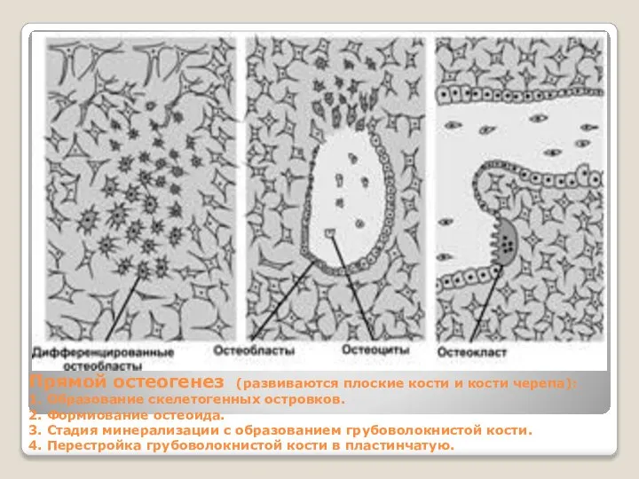 Прямой остеогенез (развиваются плоские кости и кости черепа): 1. Образование скелетогенных