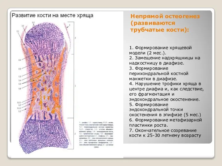 Непрямой остеогенез (развиваются трубчатые кости): 1. Формирование хрящевой модели (2 мес.).