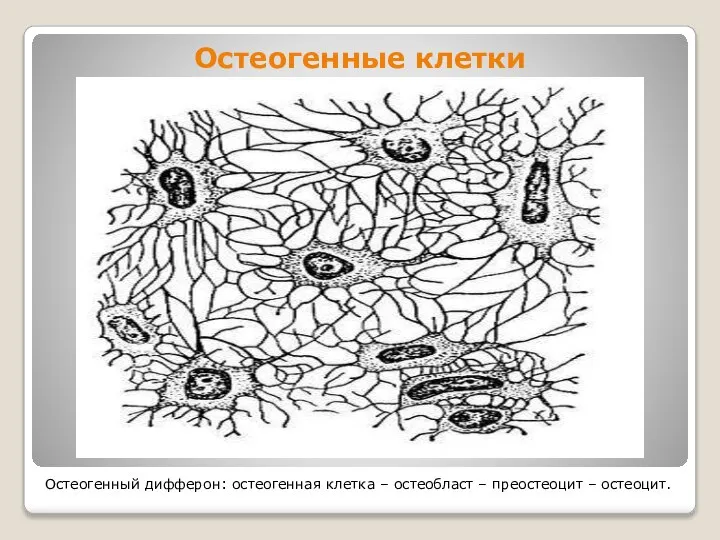 Остеогенные клетки Остеогенный дифферон: остеогенная клетка – остеобласт – преостеоцит – остеоцит.