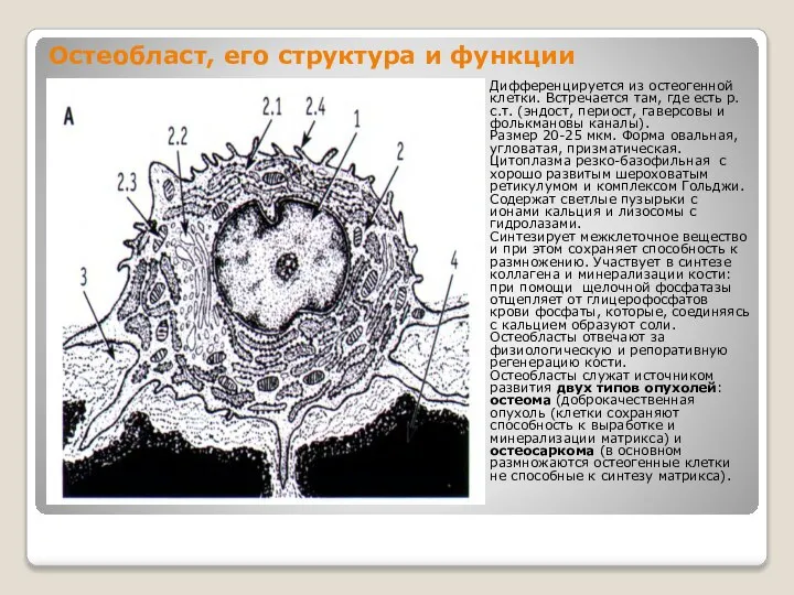 Остеобласт, его структура и функции Дифференцируется из остеогенной клетки. Встречается там,