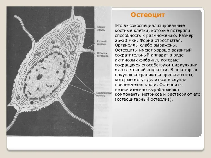 Остеоцит Это высокоспециализированные костные клетки, которые потеряли способность к размножению. Размер