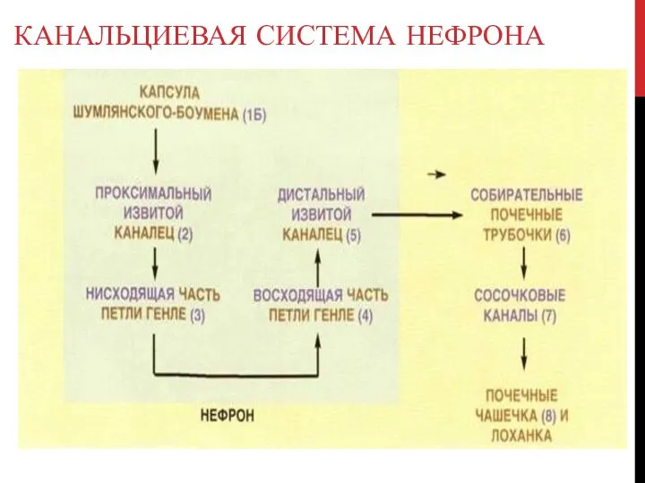 КАНАЛЬЦИЕВАЯ СИСТЕМА НЕФРОНА