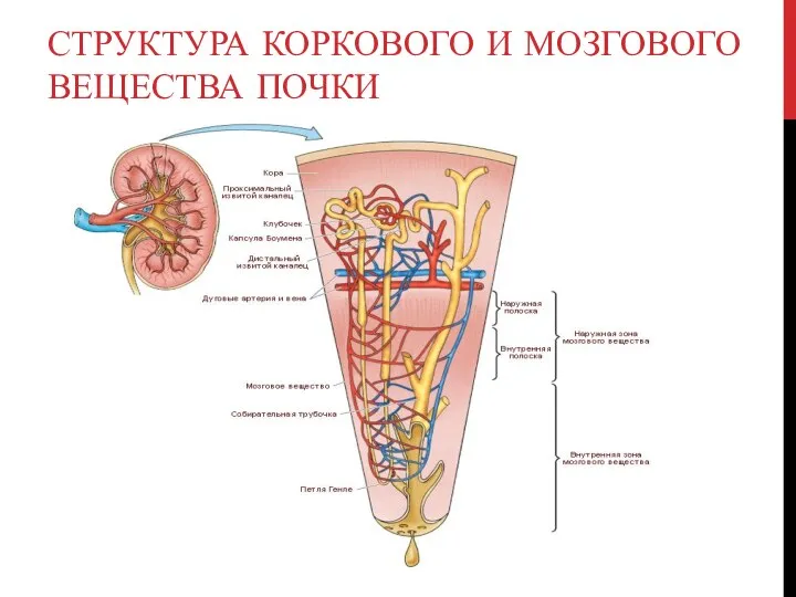 СТРУКТУРА КОРКОВОГО И МОЗГОВОГО ВЕЩЕСТВА ПОЧКИ