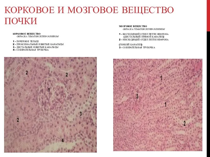 КОРКОВОЕ И МОЗГОВОЕ ВЕЩЕСТВО ПОЧКИ КОРКОВОЕ ВЕЩЕСТВО ОКРАСКА ГЕМАТОКСИЛИН-ЭОЗИНОМ 1 -