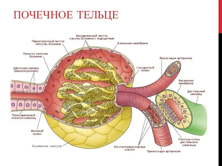 ПОЧЕЧНОЕ ТЕЛЬЦЕ