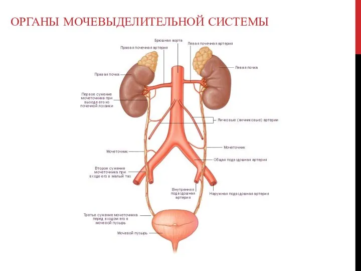 ОРГАНЫ МОЧЕВЫДЕЛИТЕЛЬНОЙ СИСТЕМЫ