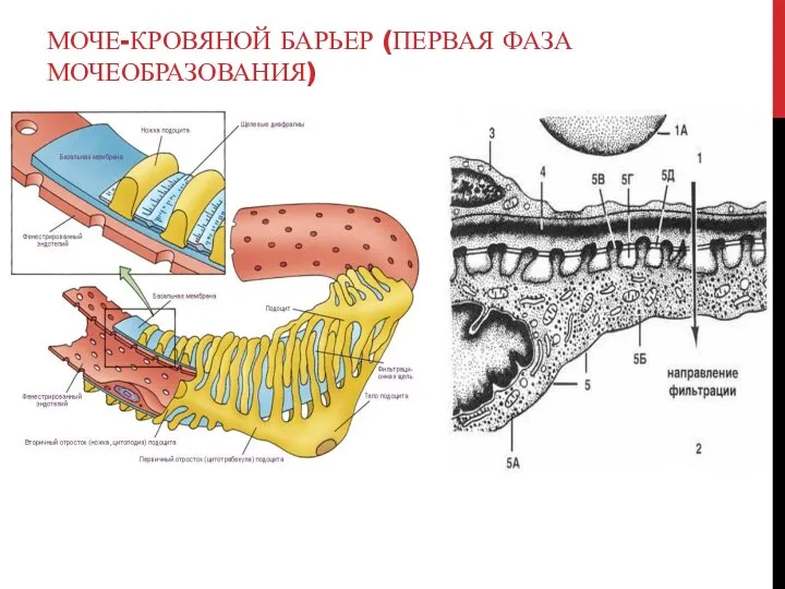 МОЧЕ-КРОВЯНОЙ БАРЬЕР (ПЕРВАЯ ФАЗА МОЧЕОБРАЗОВАНИЯ)