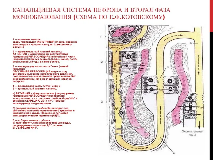 1 — почечное тельце: здесь происходит ФИЛЬТРАЦИЯ плазмы крови из капилляров