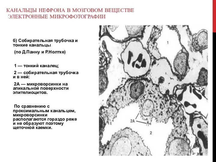 б) Собирательная трубочка и тонкие канальцы (по Д.Панну и Р.Нолтке) 1