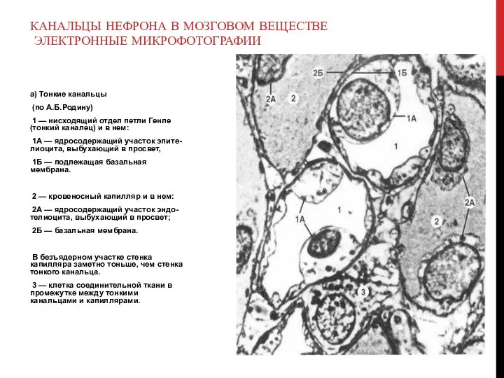 а) Тонкие канальцы (по А.Б.Родину) 1 — нисходящий отдел петли Генле