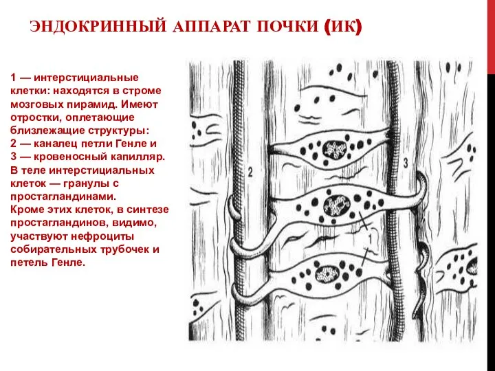 1 — интерстициальные клетки: находятся в строме мозговых пирамид. Имеют отростки,