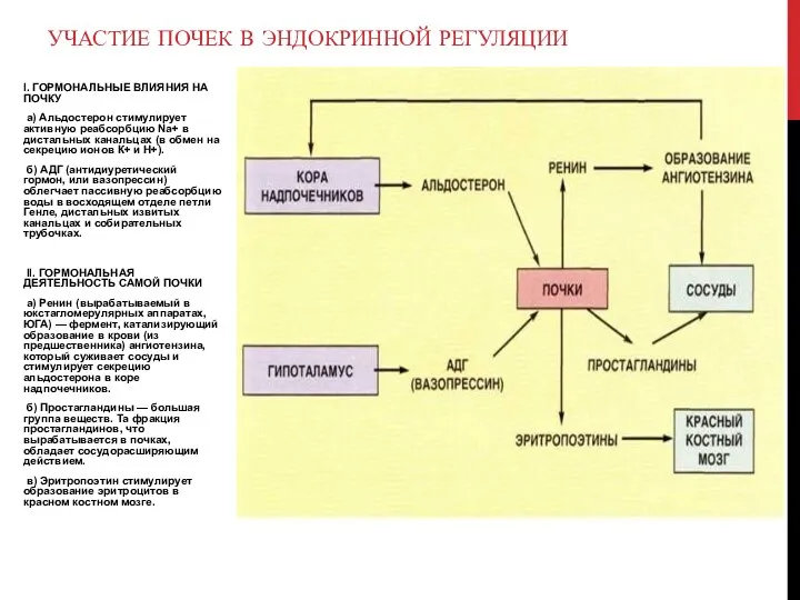 I. ГОРМОНАЛЬНЫЕ ВЛИЯНИЯ НА ПОЧКУ а) Альдостерон стимулирует активную реабсорбцию Na+