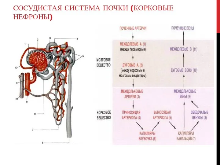 СОСУДИСТАЯ СИСТЕМА ПОЧКИ (КОРКОВЫЕ НЕФРОНЫ)