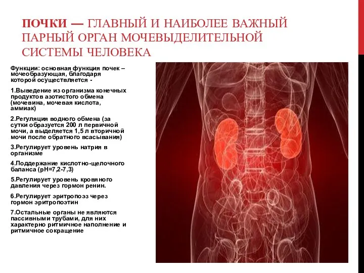 Функции: основная функция почек – мочеобразующая, благодаря которой осуществляется - 1.Выведение