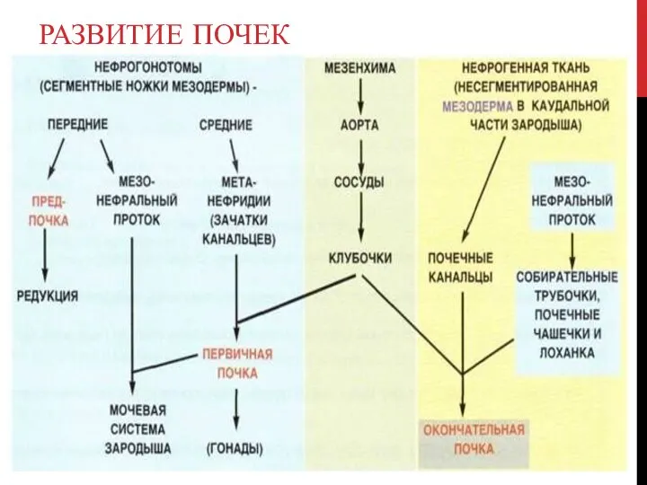 РАЗВИТИЕ ПОЧЕК