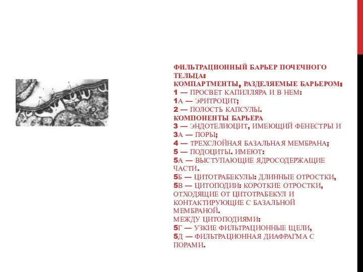 ФИЛЬТРАЦИОННЫЙ БАРЬЕР ПОЧЕЧНОГО ТЕЛЬЦА: КОМПАРТМЕНТЫ, РАЗДЕЛЯЕМЫЕ БАРЬЕРОМ: 1 — ПРОСВЕТ КАПИЛЛЯРА