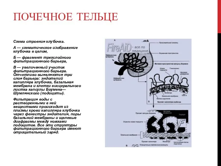 Схема строения клубочка. А — схематическое изображение клубочка в целом, Б