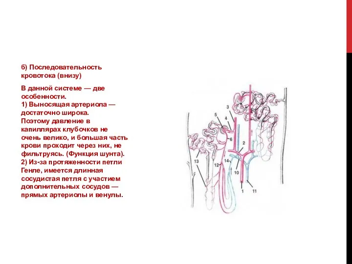 б) Последовательность кровотока (внизу) В данной системе — две особенности. 1)