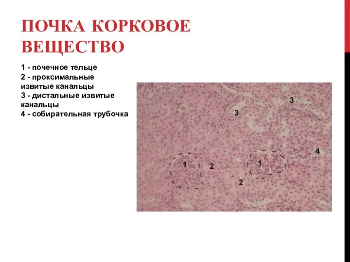 1 - почечное тельце 2 - проксимальные извитые канальцы 3 -