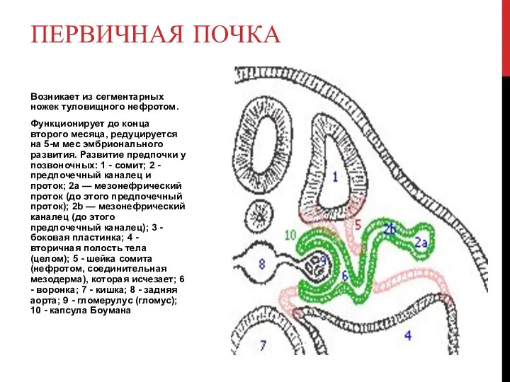 Возникает из сегментарных ножек туловищного нефротом. Функционирует до конца второго месяца,