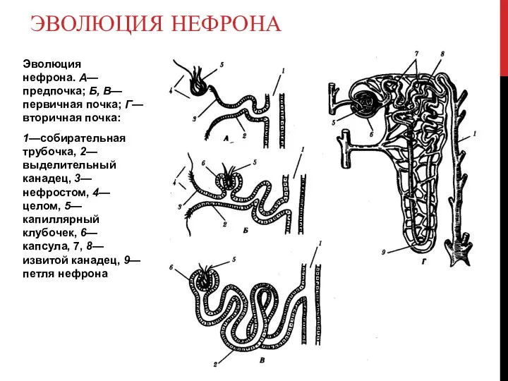 Эволюция нефрона. А—предпочка; Б, В—первичная почка; Г—вторичная почка: 1—собирательная трубочка, 2—выделительный
