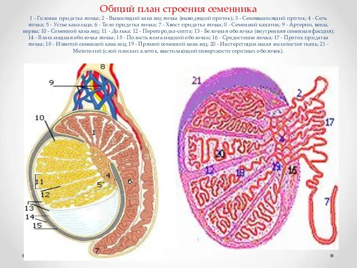 Общий план строения семенника 1 - Головка придатка яичка; 2 -