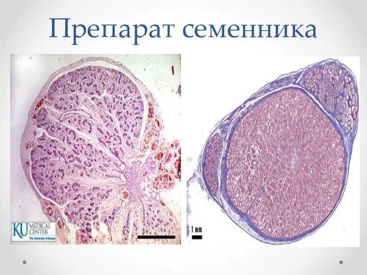 Препарат семенника