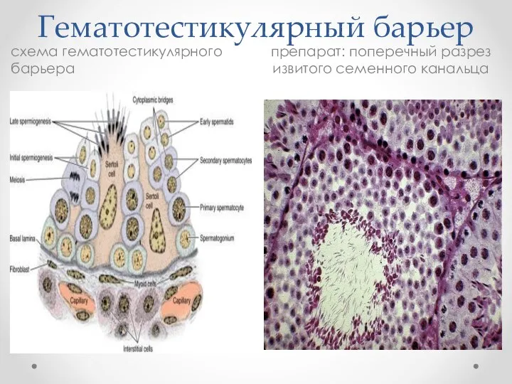 Гематотестикулярный барьер схема гематотестикулярного барьера препарат: поперечный разрез извитого семенного канальца