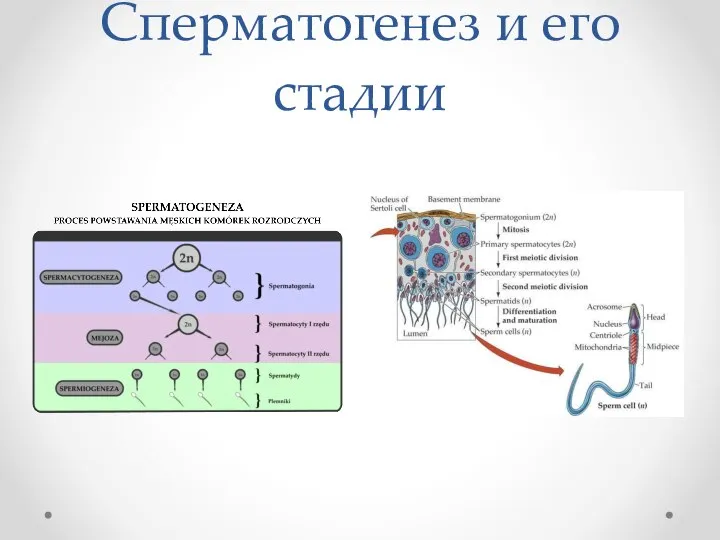 Сперматогенез и его стадии