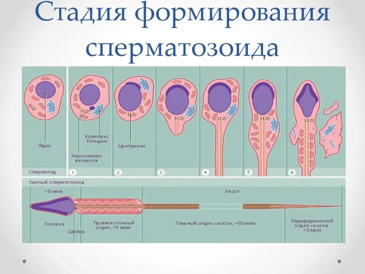 Стадия формирования сперматозоида